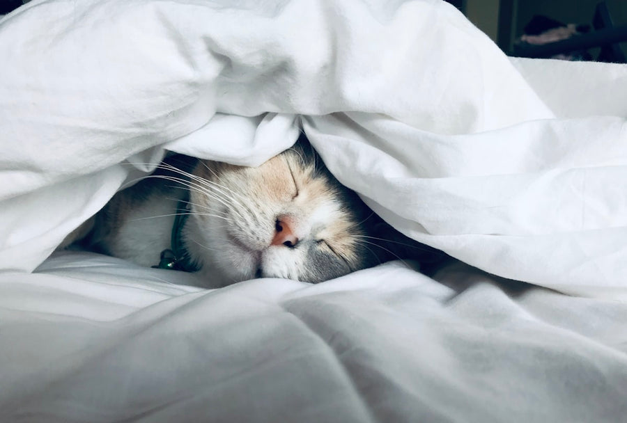 Sleep Hygiene Consultation - Better sleep habits with a licensed RRT at MyRespCo